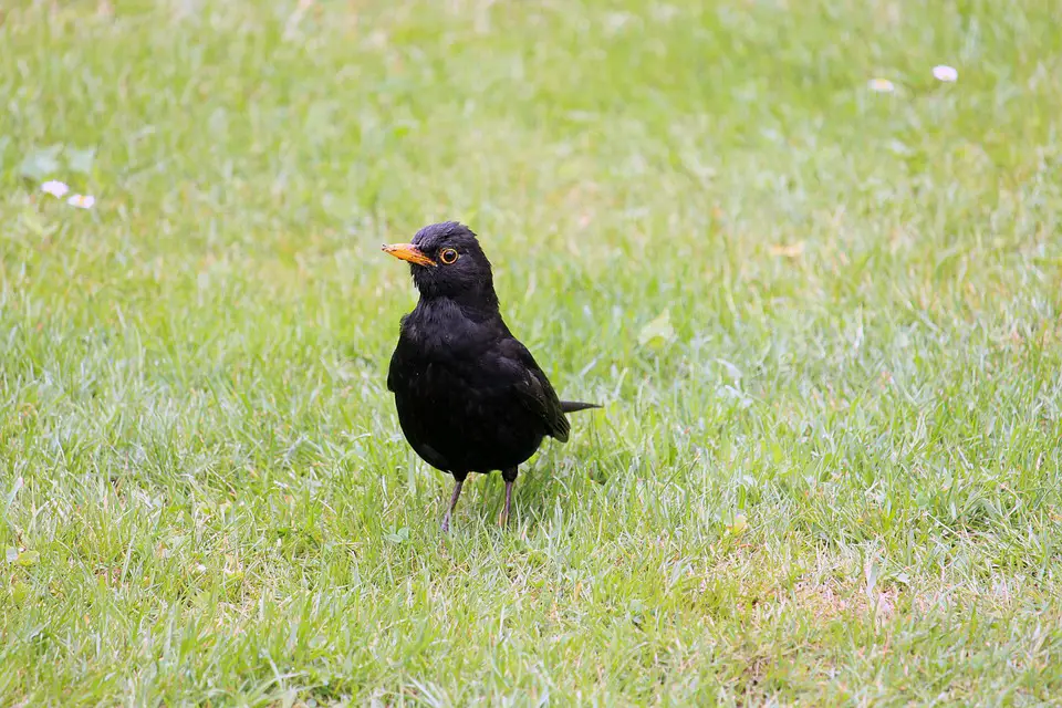 Do blackbirds use the same nest twice