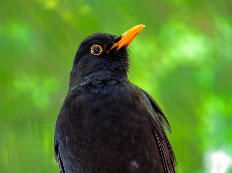 Do Blackbirds Migrate? - Garden Bird Feeder