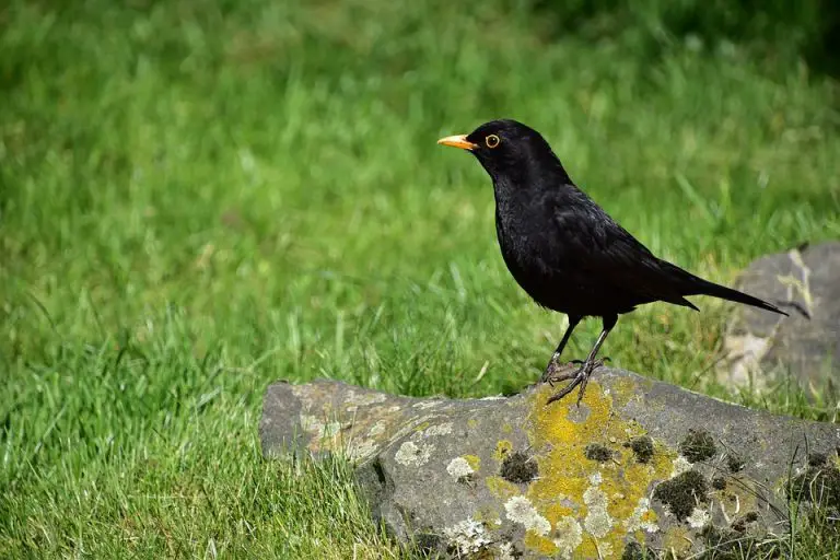 How to get rid of Blackbirds (from your garden) Garden Bird Feeder