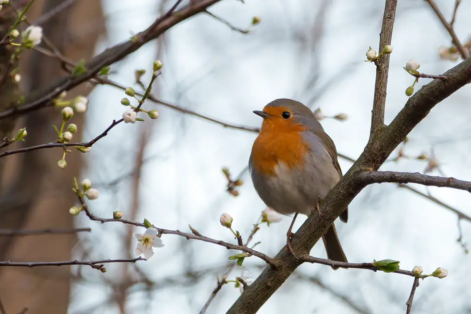 Where do Robins Nest? - Garden Bird Feeder