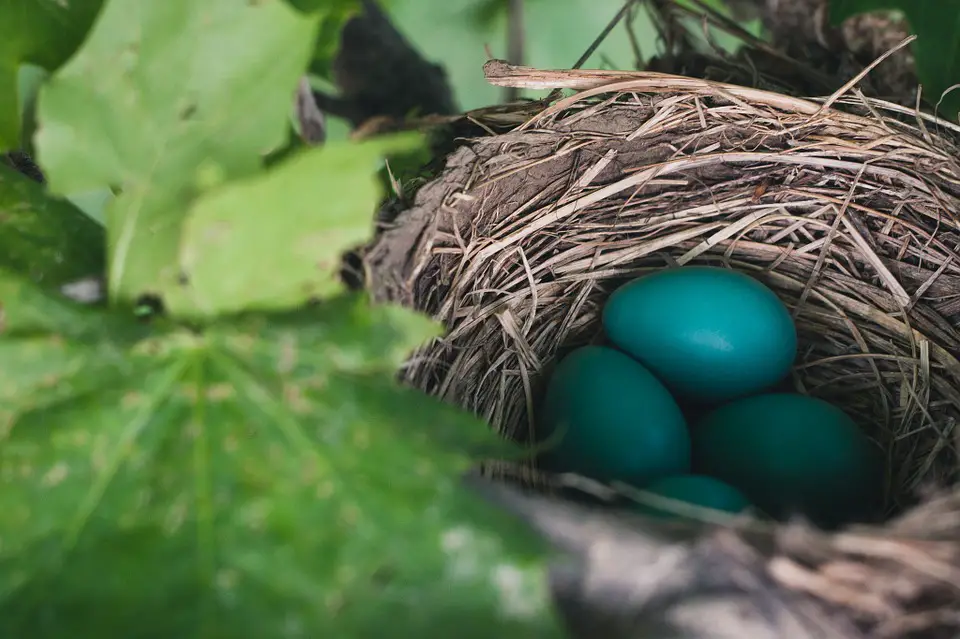 Where do Robins Nest? - Garden Bird Feeder