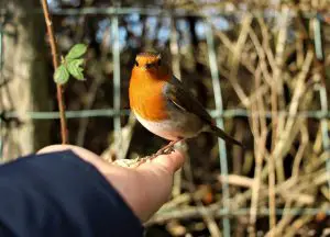 Are Robins Good Luck - Read About The Luck Robins can Bring