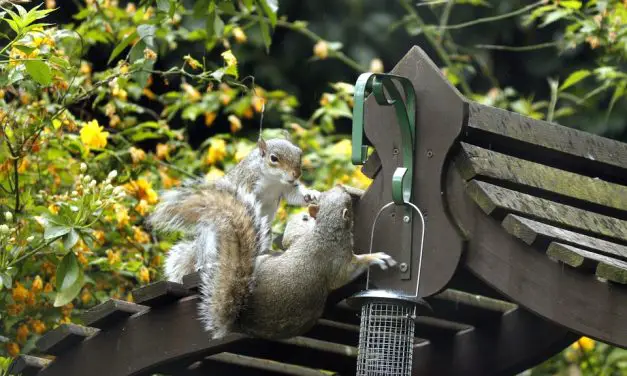 Garden Deterrents Archives Garden Bird Feeder
