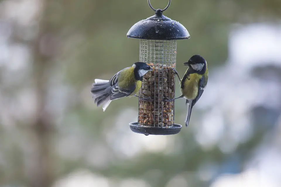 Are Great Tits In Decline or Endangered - Garden Bird Feeder