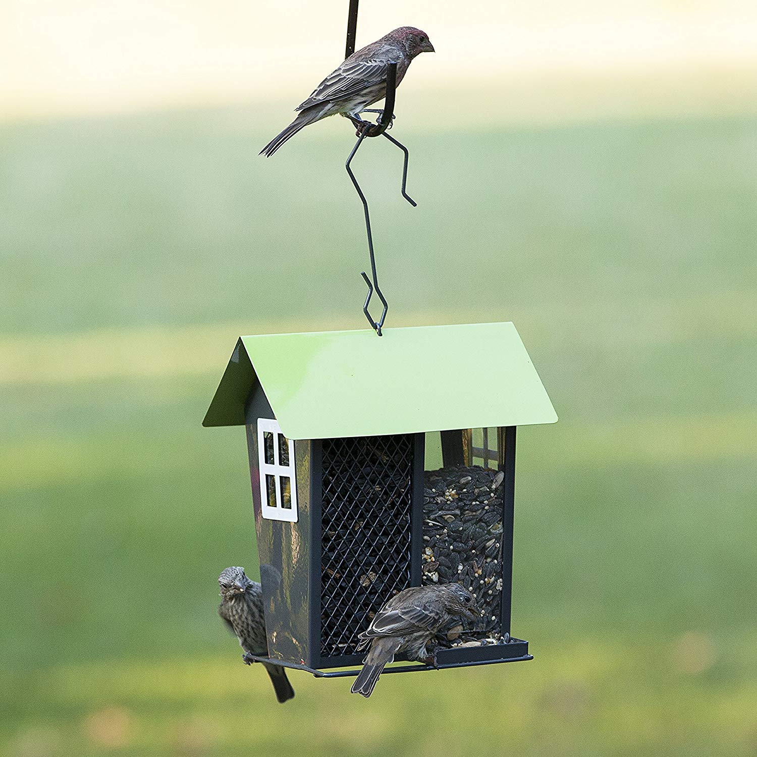 Best Bird Feeders (UK) 2023 Including Squirrel Proof & Window