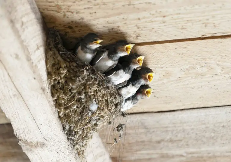 Do Birds Reuse Nests Garden Bird Feeder