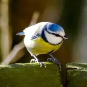 (c) Gardenbirdfeeder.co.uk