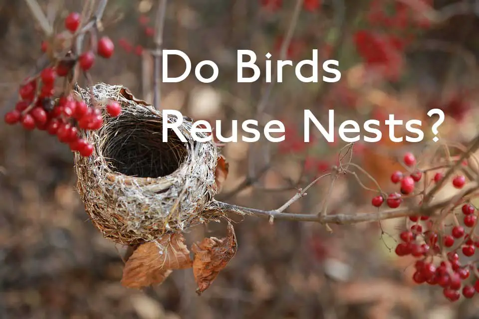 Do Birds Reuse Nests Garden Bird Feeder