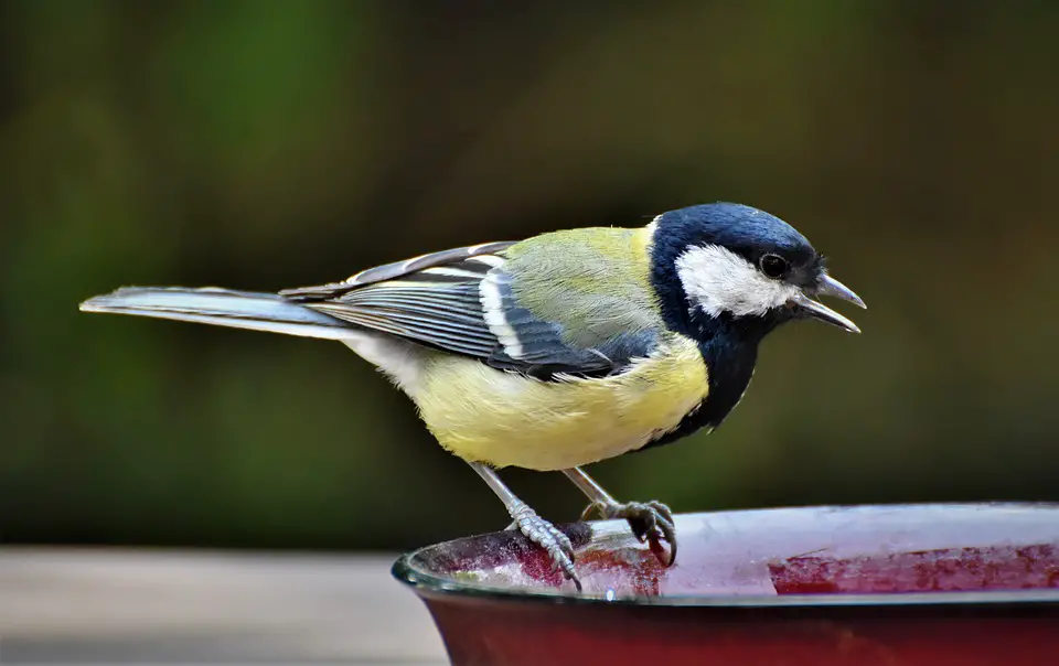 Why Don't Birds Come to my Feeders? Garden Bird Feeder