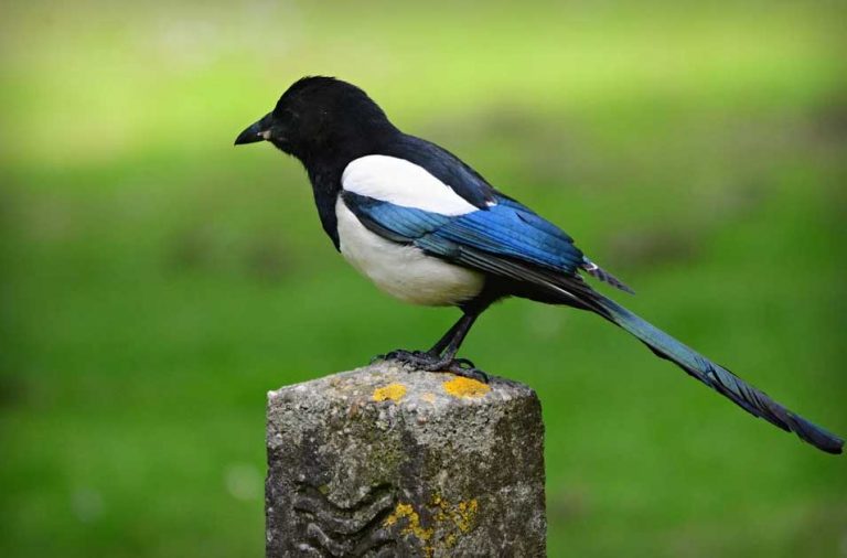 Do Magpies Mate for Life? Garden Bird Feeder