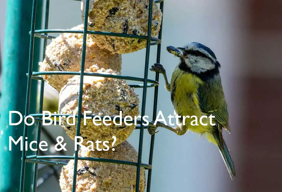 Do Bird Feeders Attract Mice And Rats Garden Bird Feeder