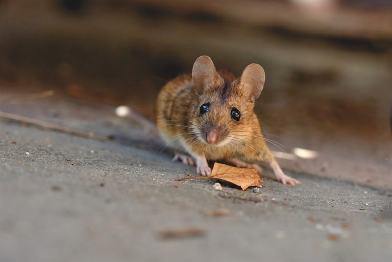 Do Bird Feeders Attract Mice And Rats Garden Bird Feeder