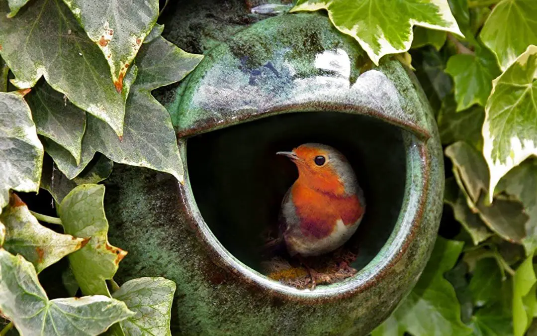 Best Nesting Box For Robins