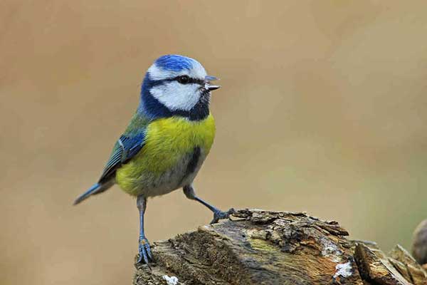 Difference Between Male And Female Blue Tits Garden Bird Feeder 