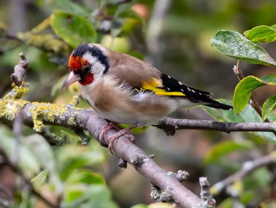 Are Goldfinches In Decline? Garden Bird Feeder