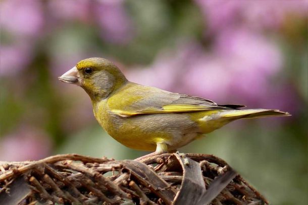 Do Greenfinches Migrate? - Garden Bird Feeder