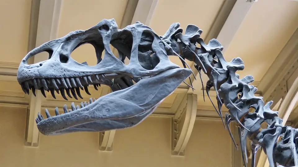 Are Birds Dinosaurs
