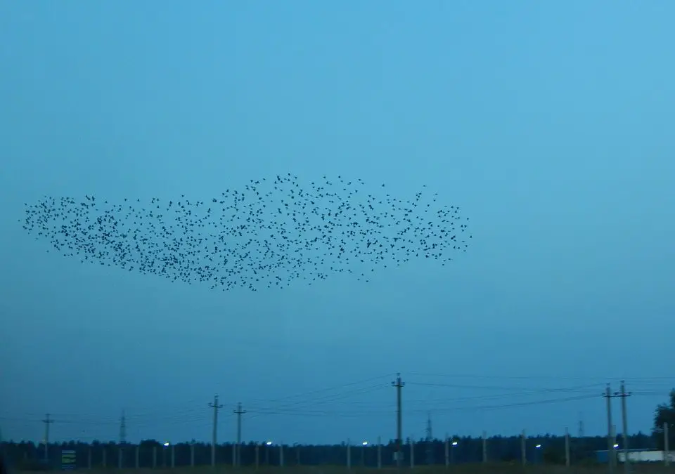 Why Do Birds Murmurate