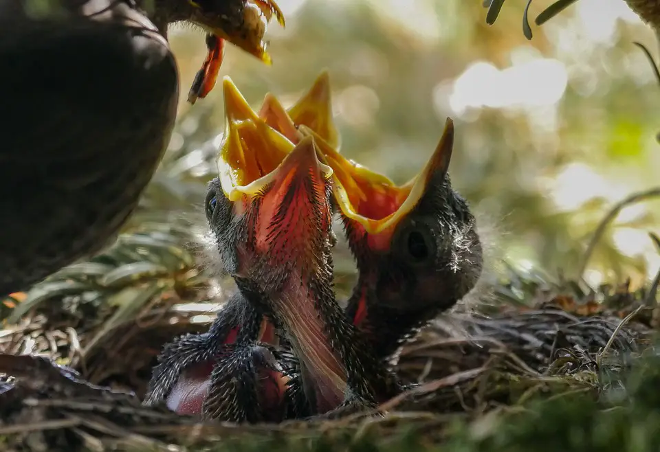 When Do Birds Fledge The Nest