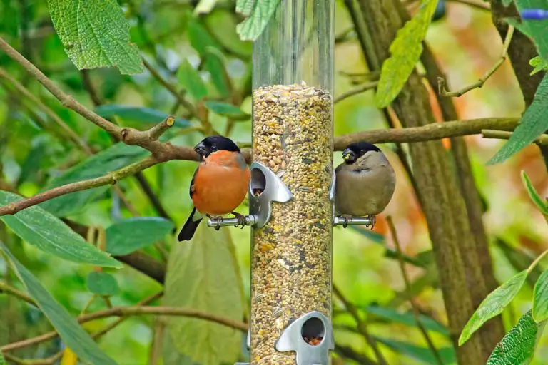 What Do Bullfinches Eat - Garden Bird Feeder