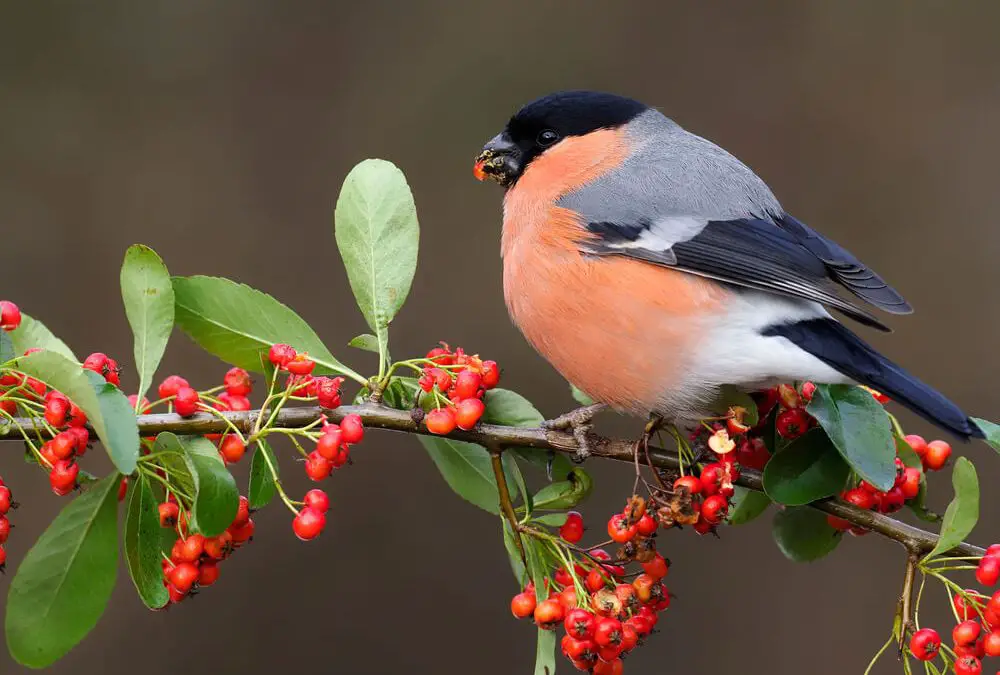 What Do Bullfinches Eat