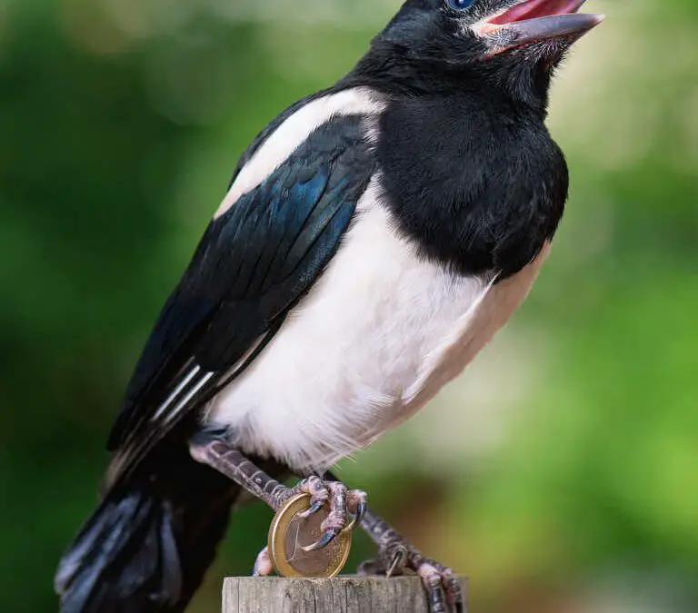 Are Magpies Attracted to Shiny Things