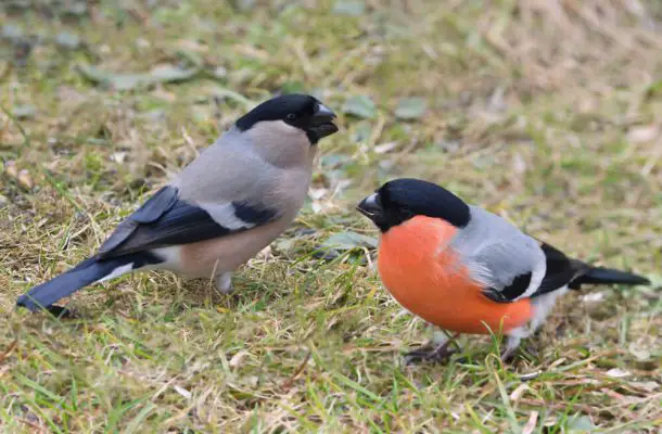 Where Do Bullfinches Nest - Garden Bird Feeder
