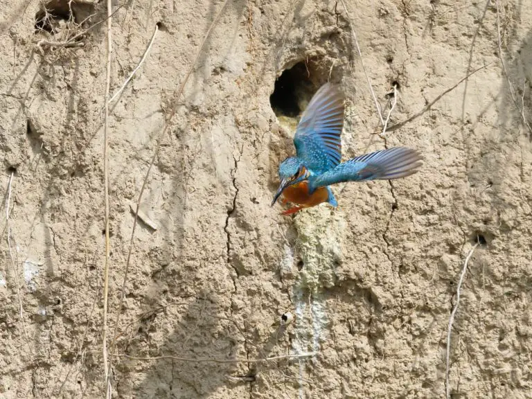 where-do-kingfishers-nest-garden-bird-feeder