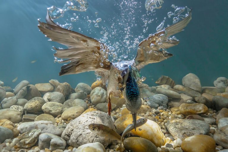 Where Do Kingfishers Nest Where Do Kingfishers Nest