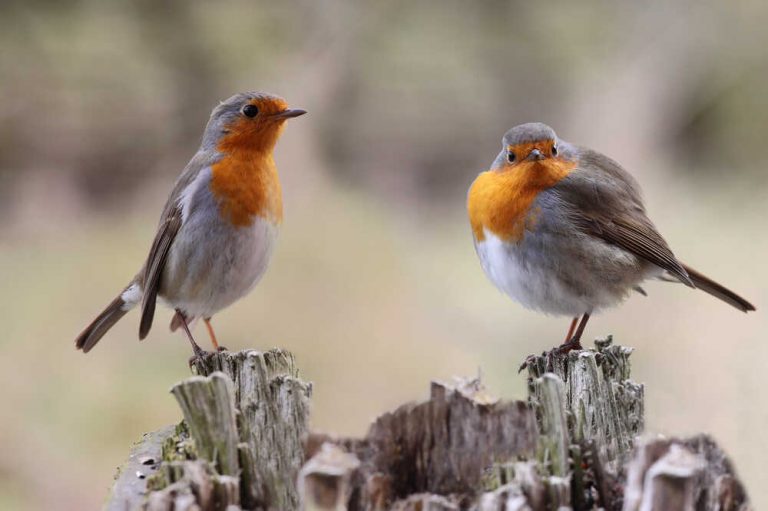 Do Robins Migrate Garden Bird Feeder