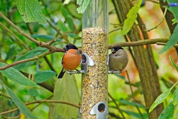How To Attract Bullfinches to your Garden - Garden Bird Feeder