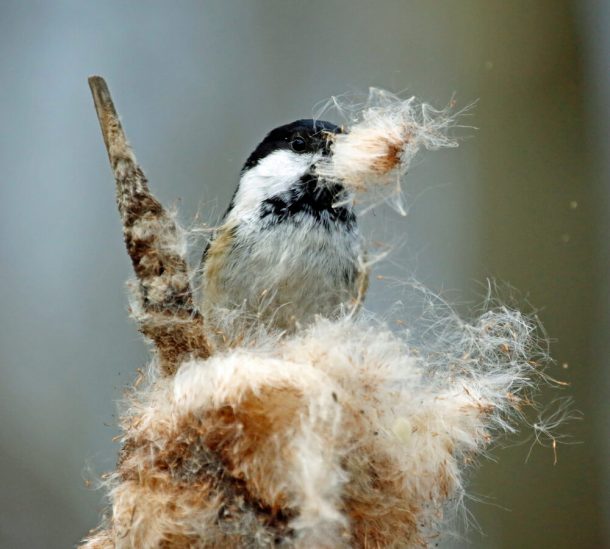 where-do-coal-tits-nest-garden-bird-feeder
